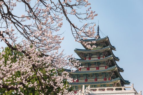 Spring Cherry Blossom Or Sakura In Seoul, South Korea