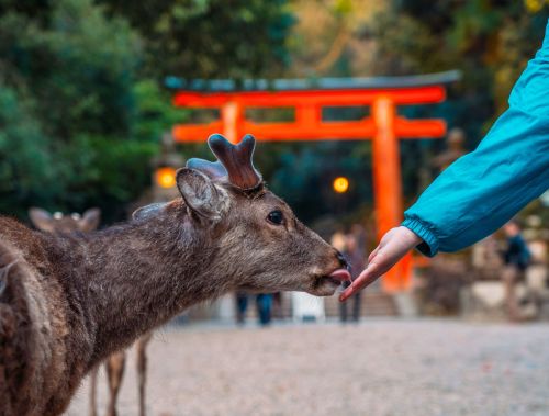 Feeding Wild Deer In Nara Park
