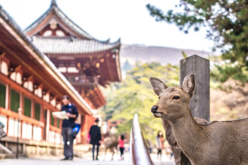 Nara Deer Landscape