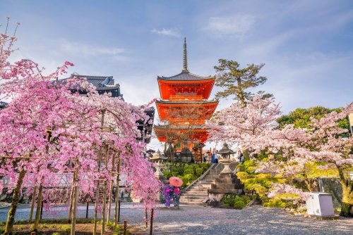 Kiyomizudera Temple Sakura Cherry Blossoms
