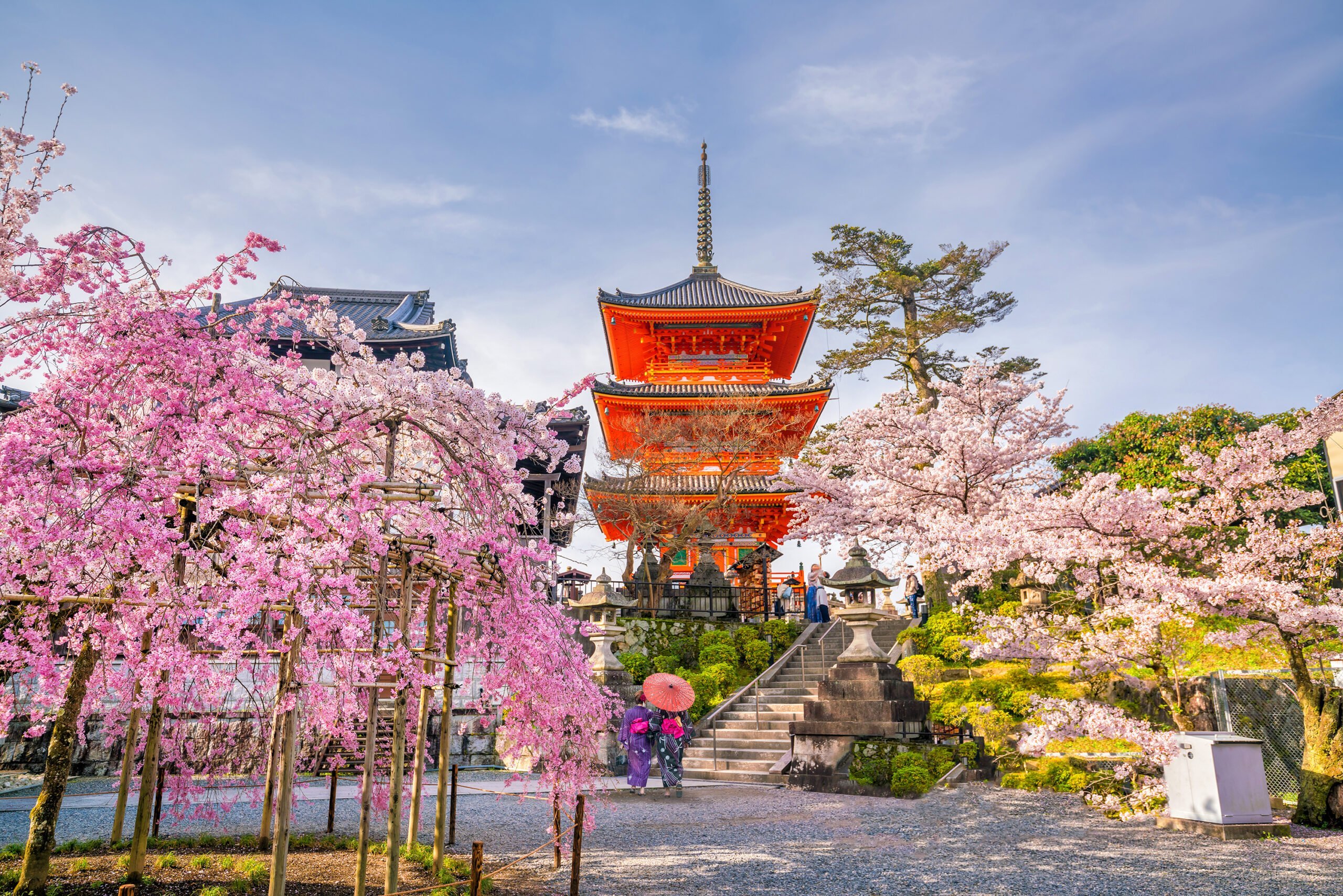 Kiyomizudera Temple Sakura Cherry Blossoms