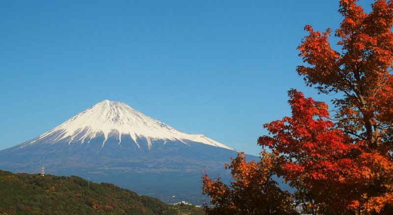 Mount Fuji With Flowers Japan Tour