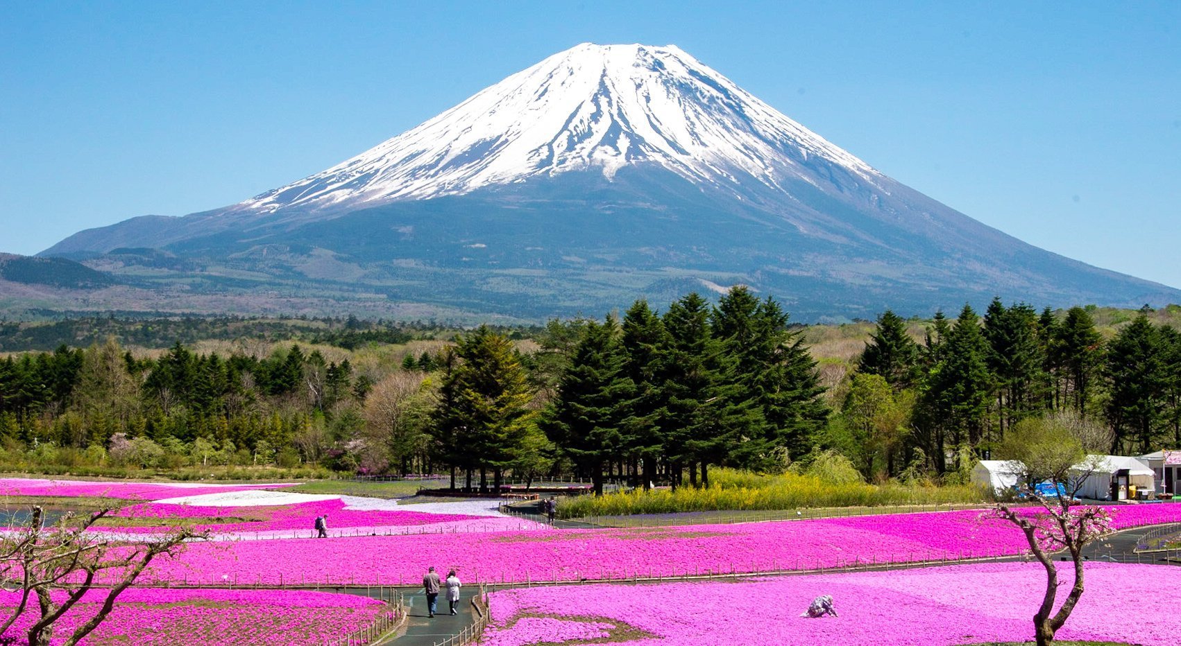 Mount Fuji And Fields Of Flowers