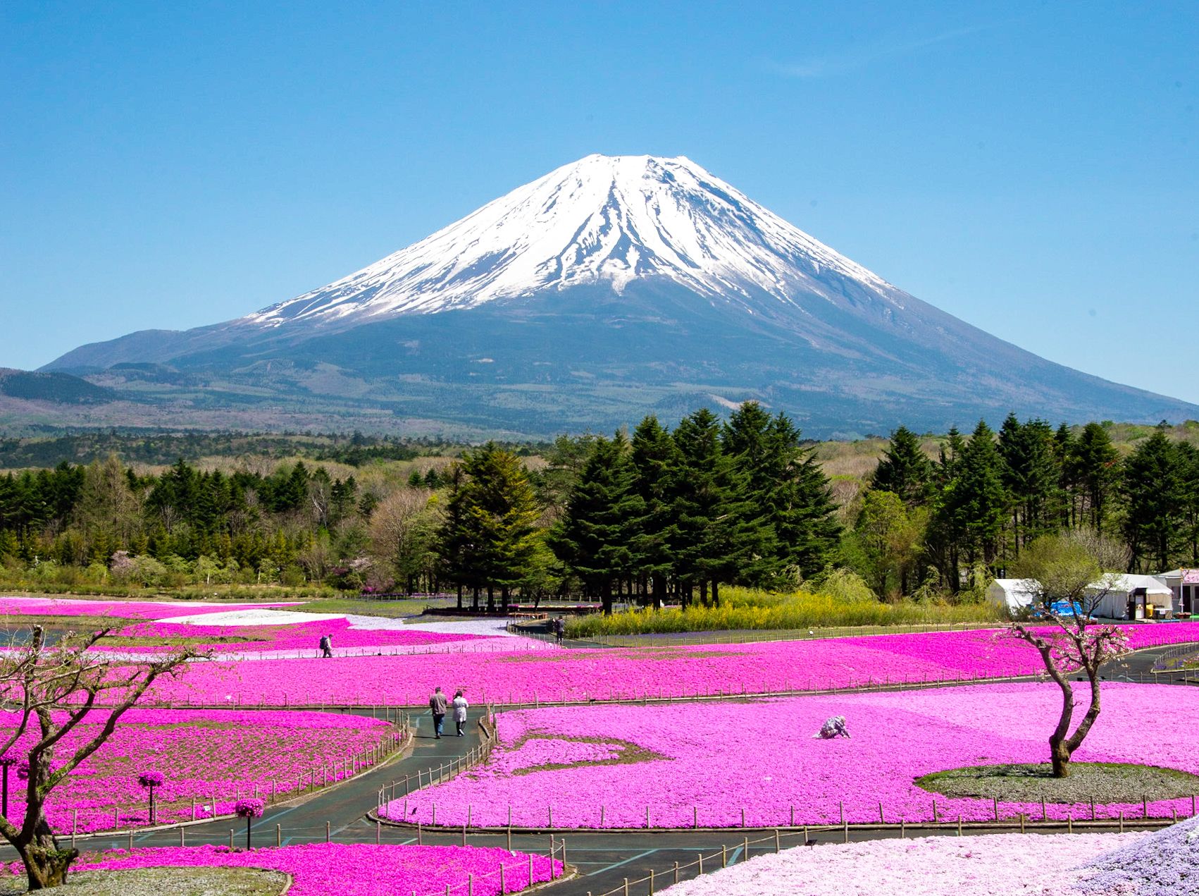 Hananomiyako Park Flowers Mount Fuji