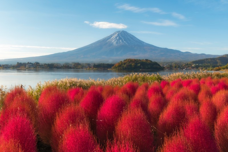 10 Day Budget Japan Tour - Mt Fuji. Beautiful View Of Fuji San Mountain With Colorful Red Kochia Garden, Oishi Park In Autumn Season At Lake Kawaguchiko, Landmark, Best Places In Japan, Travel And Landscape Nature Concept