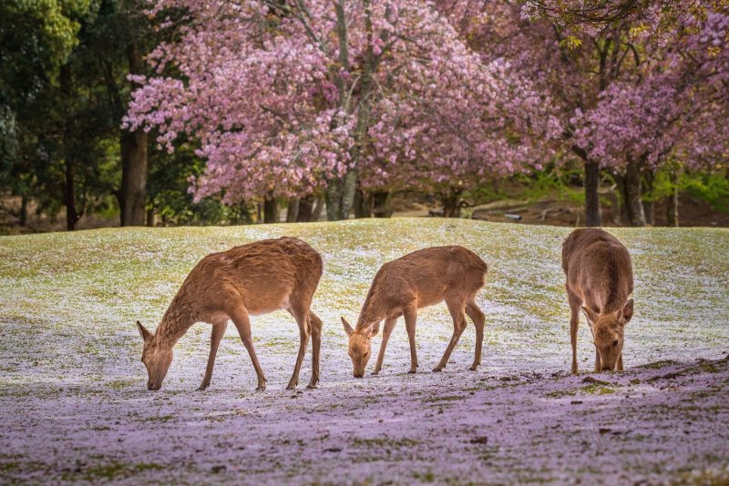 Deer At Nara Park During A Sunny Day In The Cherry Blossom Season, Japan.