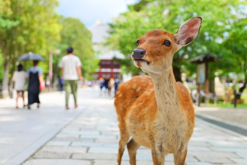 Deer In Nara Park