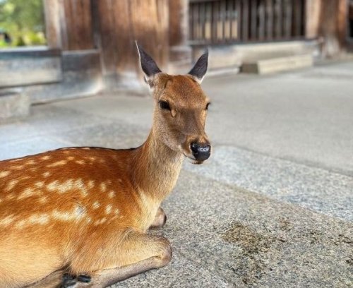 Sika Deer Sitting In Nara Park By Temple