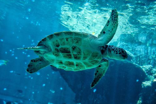Private Okinawa Nature & History Tour - Turtle Swimming At Okinawa Churaumi Aquarium