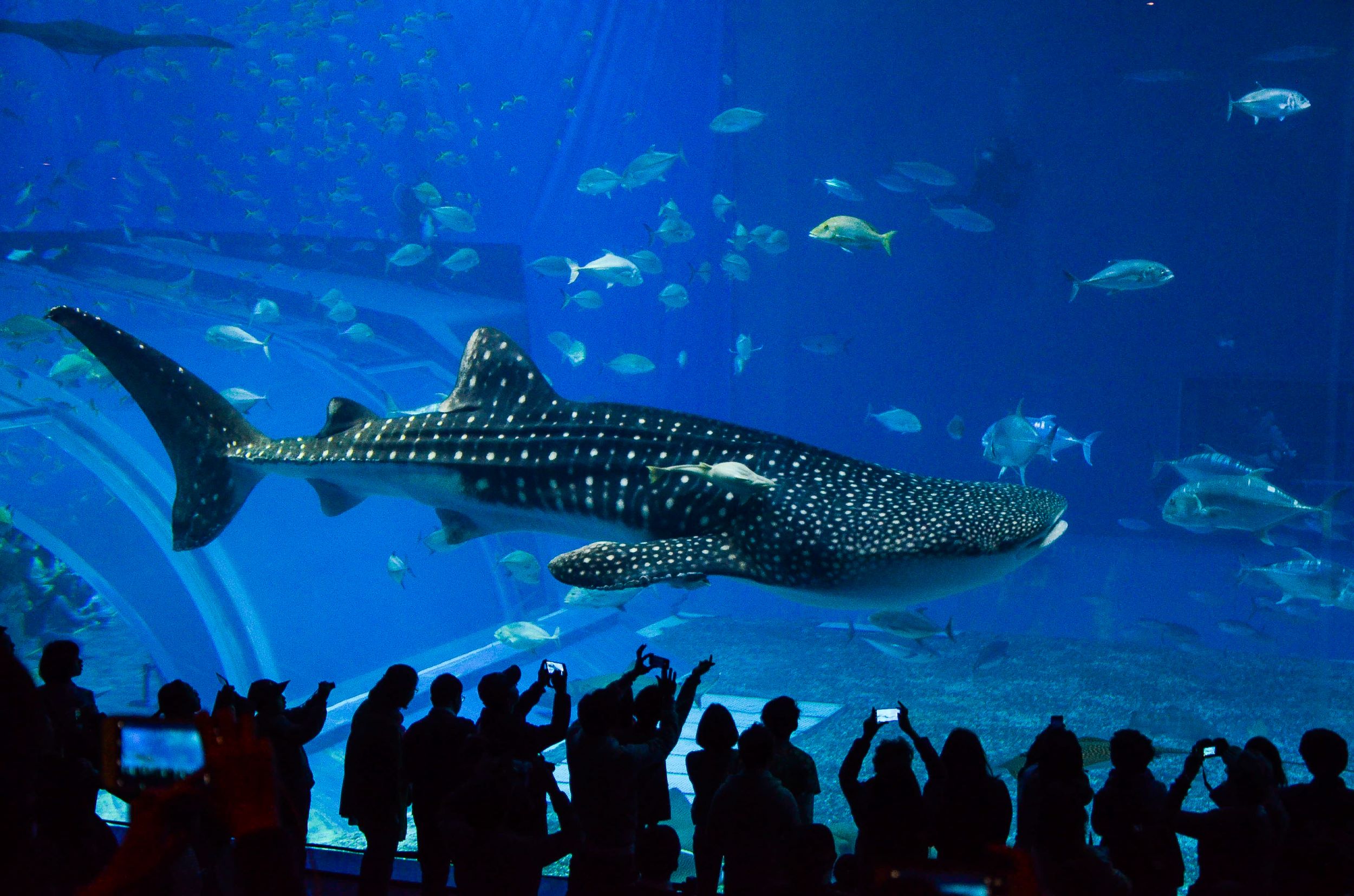 Private Okinawa Nature & History Tour - Whale Sharks Swimming Through Water Inside The Massive Kuroshio Tank In Churaumi Aquarium
